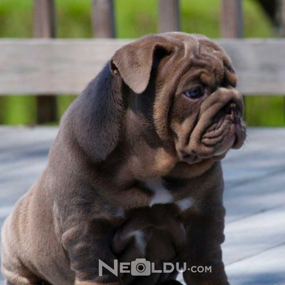 İngiliz Bulldog Cinsi Köpek