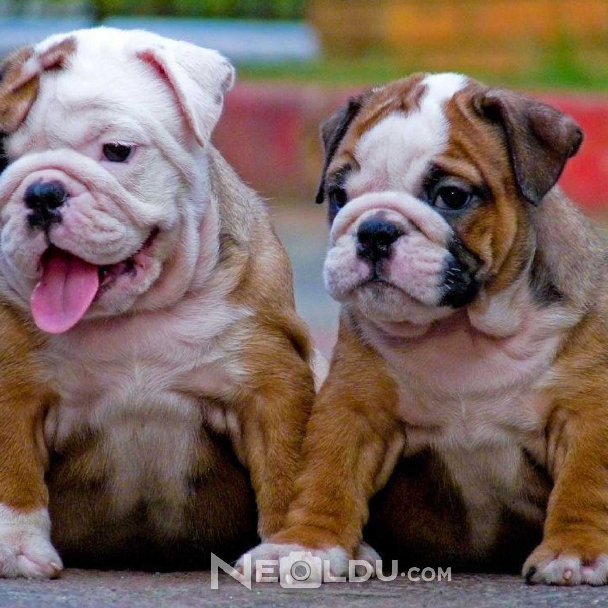 İngiliz Bulldog Cinsi Köpek