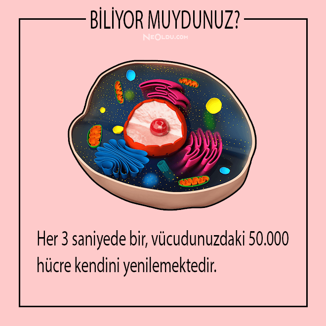 İnsan Vücudu Hakkında Bilinmesi Gerekenler