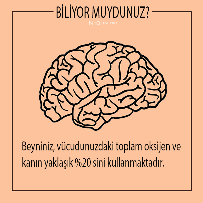 İnsan Vücudu Hakkında Bilinmesi Gerekenler