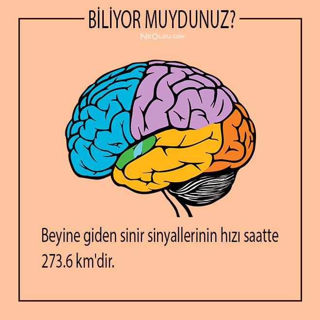 İnsan Vücudu Hakkında Bilinmesi Gerekenler