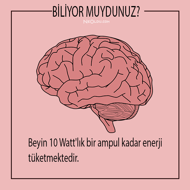 İnsan Vücudu Hakkında Bilinmesi Gerekenler