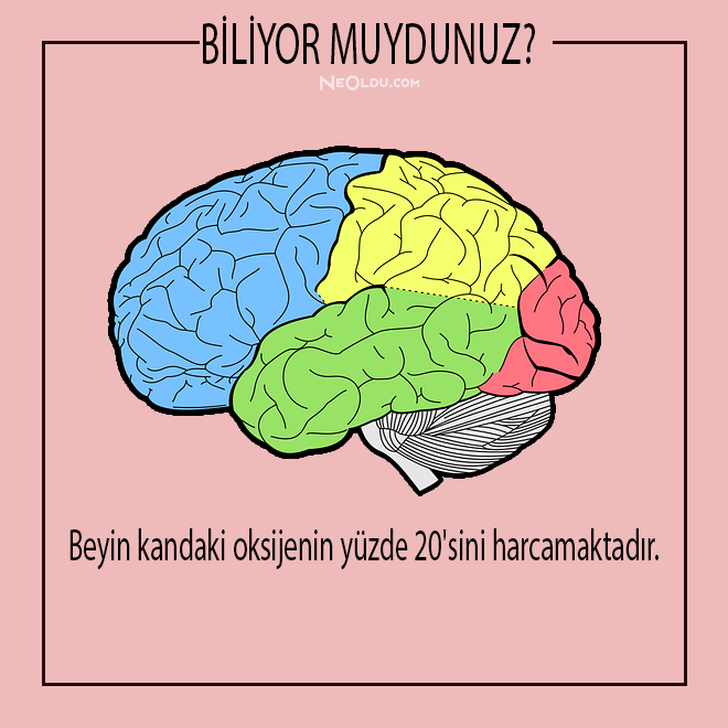 İnsan Vücudu Hakkında Bilinmesi Gerekenler