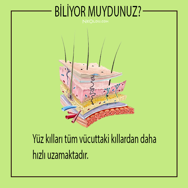 İnsan Vücudu Hakkında Bilinmesi Gerekenler