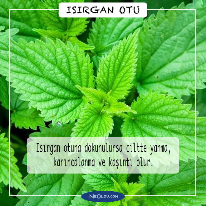 isirgan-otu-006.jpg