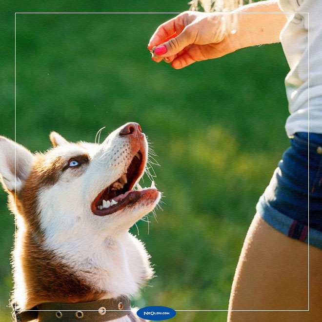 İstanbul Yavru Köpek Eğitimi