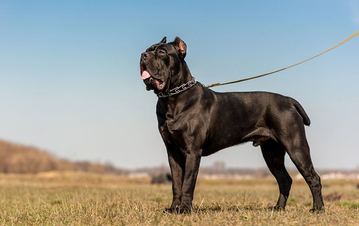 italyan-mastiff.jpg