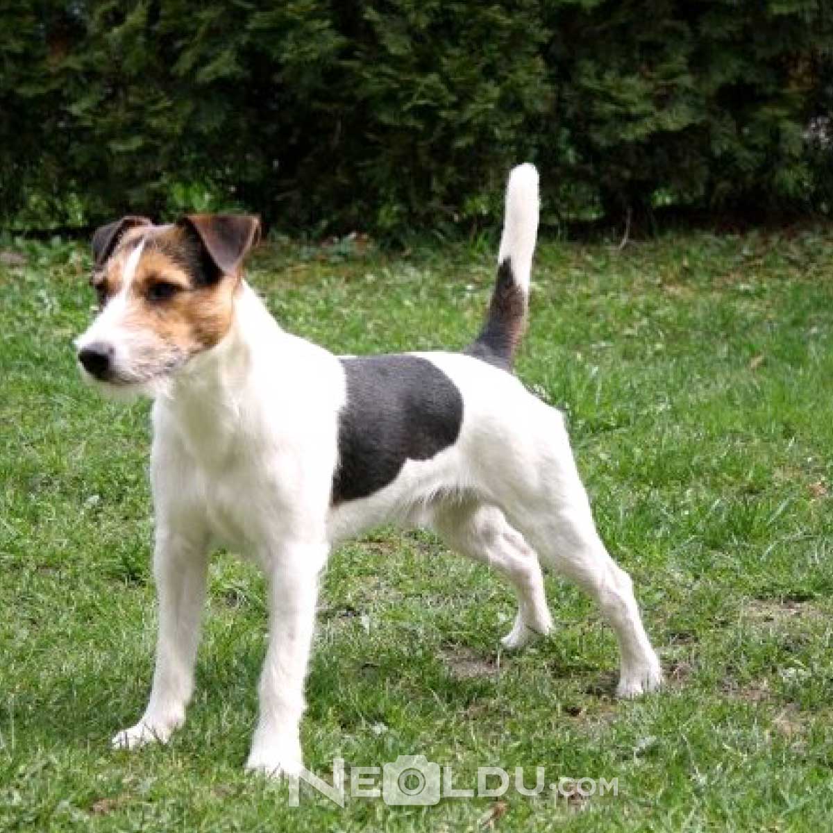 Jack Russell Köpeği Hakkında Bilgi