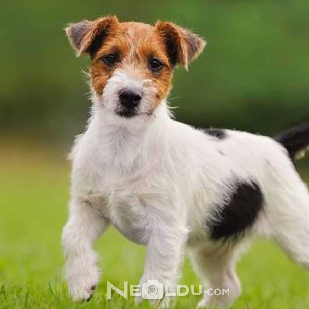 Jack Russell Köpeği Hakkında Bilgi