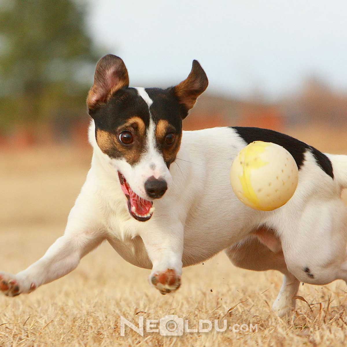 Jack Russell Köpeği Hakkında Bilgi