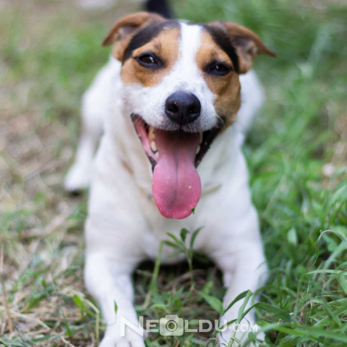 Jack Russell Köpeği Hakkında Bilgi