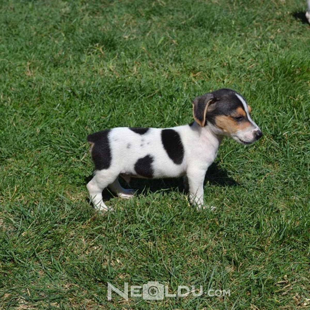 Jack Russell Köpeği Hakkında Bilgi