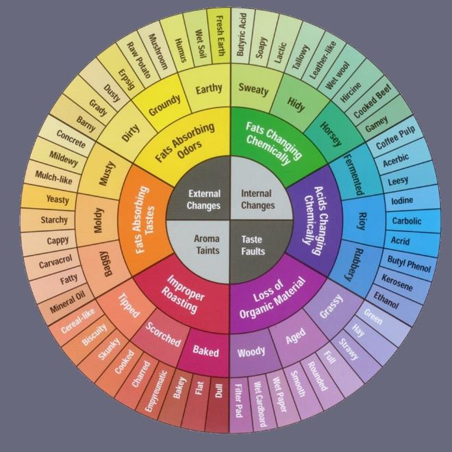  Kahveleri Tanımlamak İçin Kullanılan Lezzet Tekerleği 