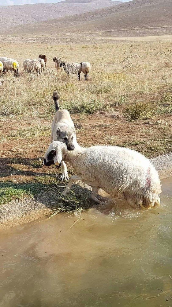 kangal