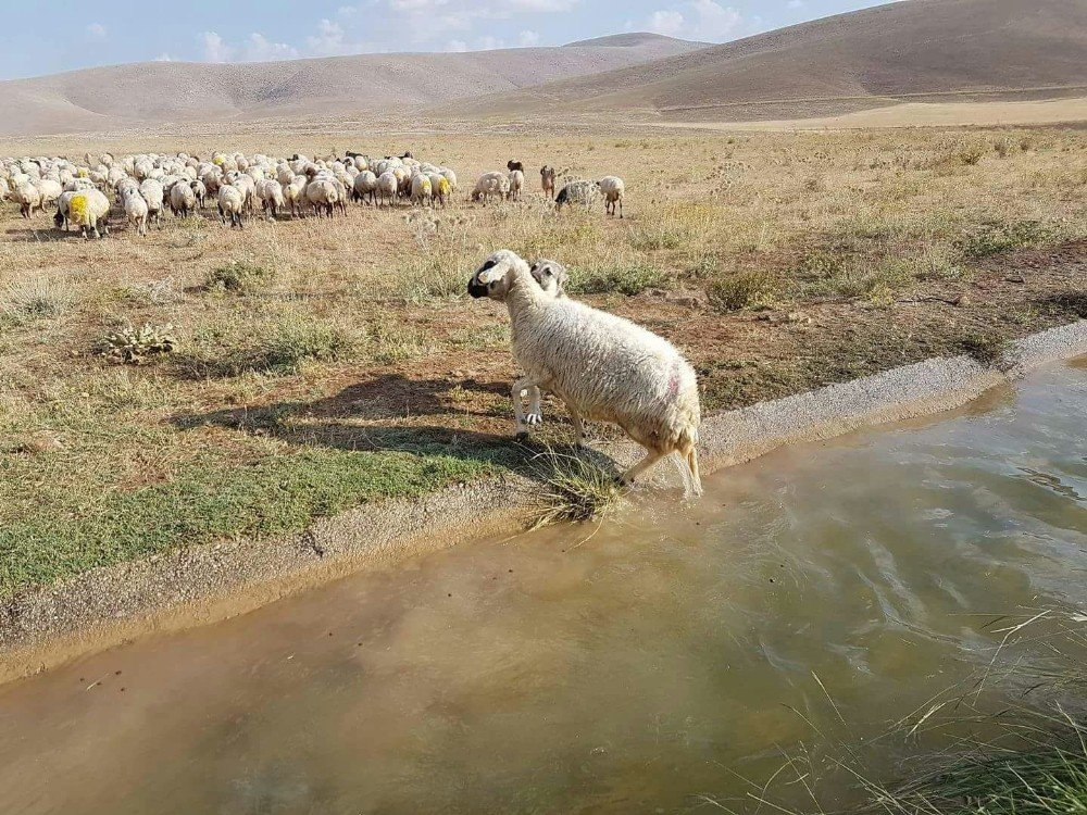 kangal