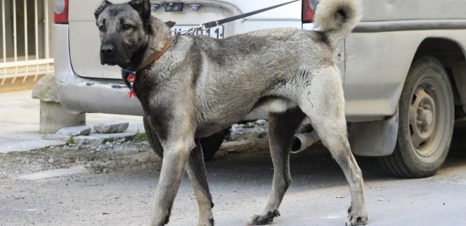 kangal-6.jpg