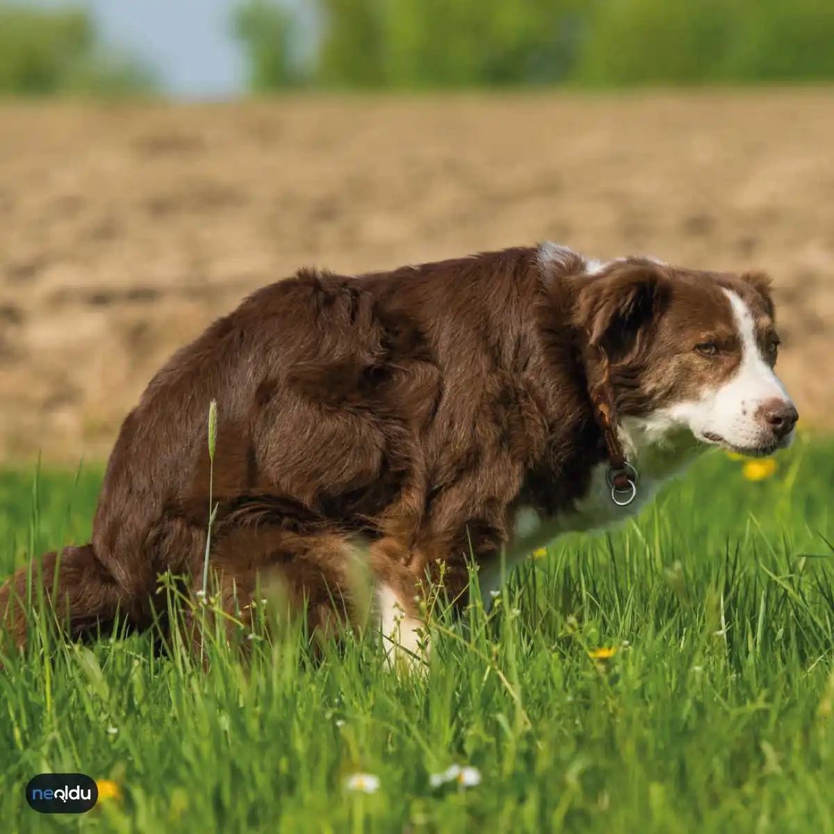 Köpek Hastalıkları