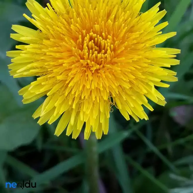 Karahindiba çayı tarifi