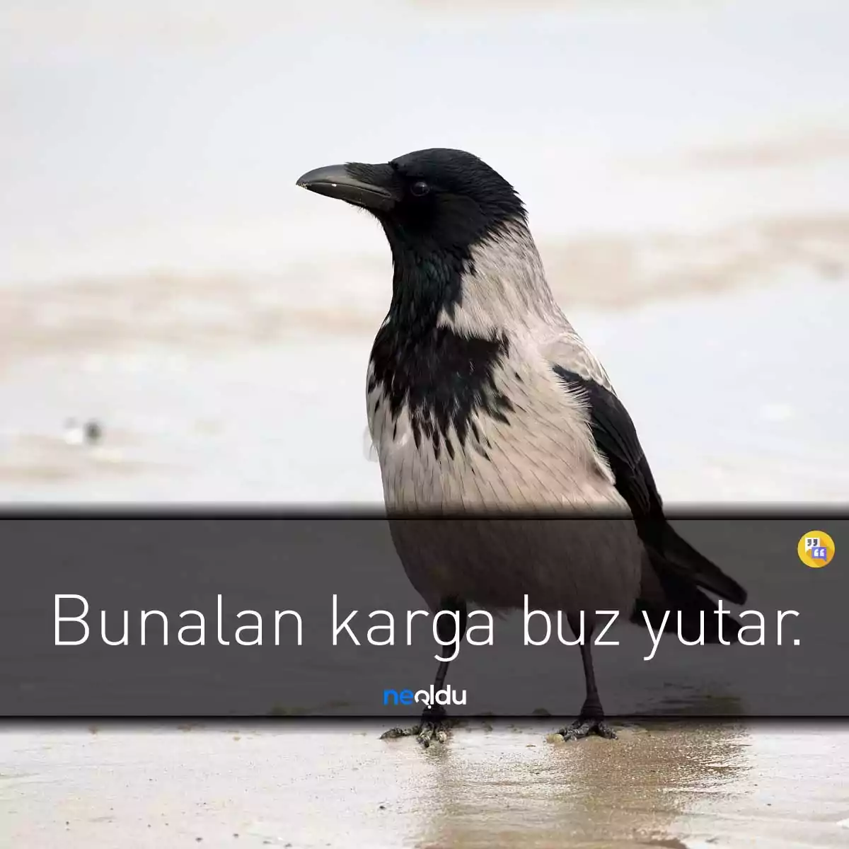 Karga ile İlgili Deyimler Karga Sözleri Dördüncü