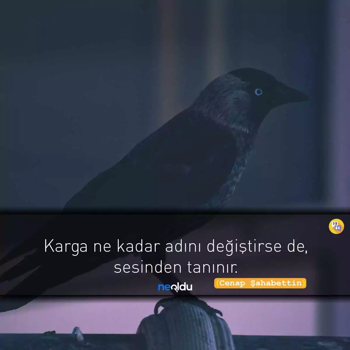 Kargalar ve Yaşam Üzerine Karga Sözleri Beşinci