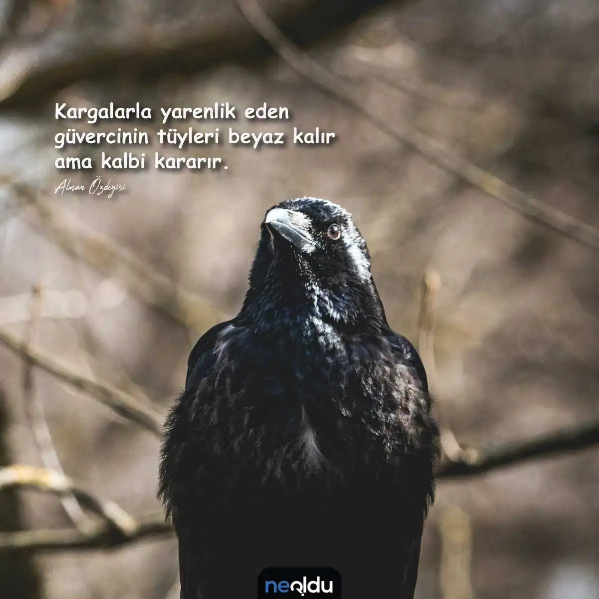 Karga Atasözleri ve Özdeyişler Karga Sözleri İkinci