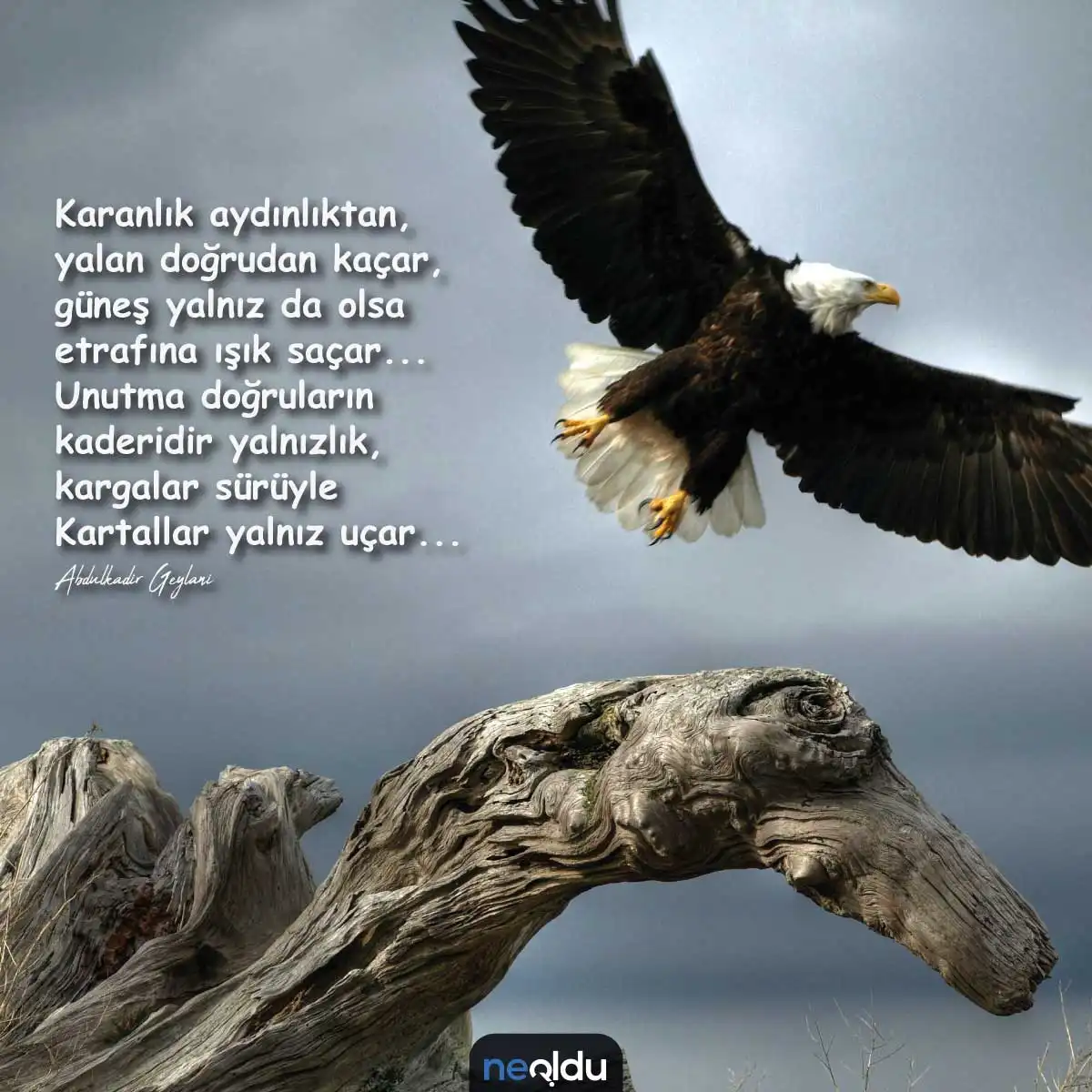 Kartal Resmi 3