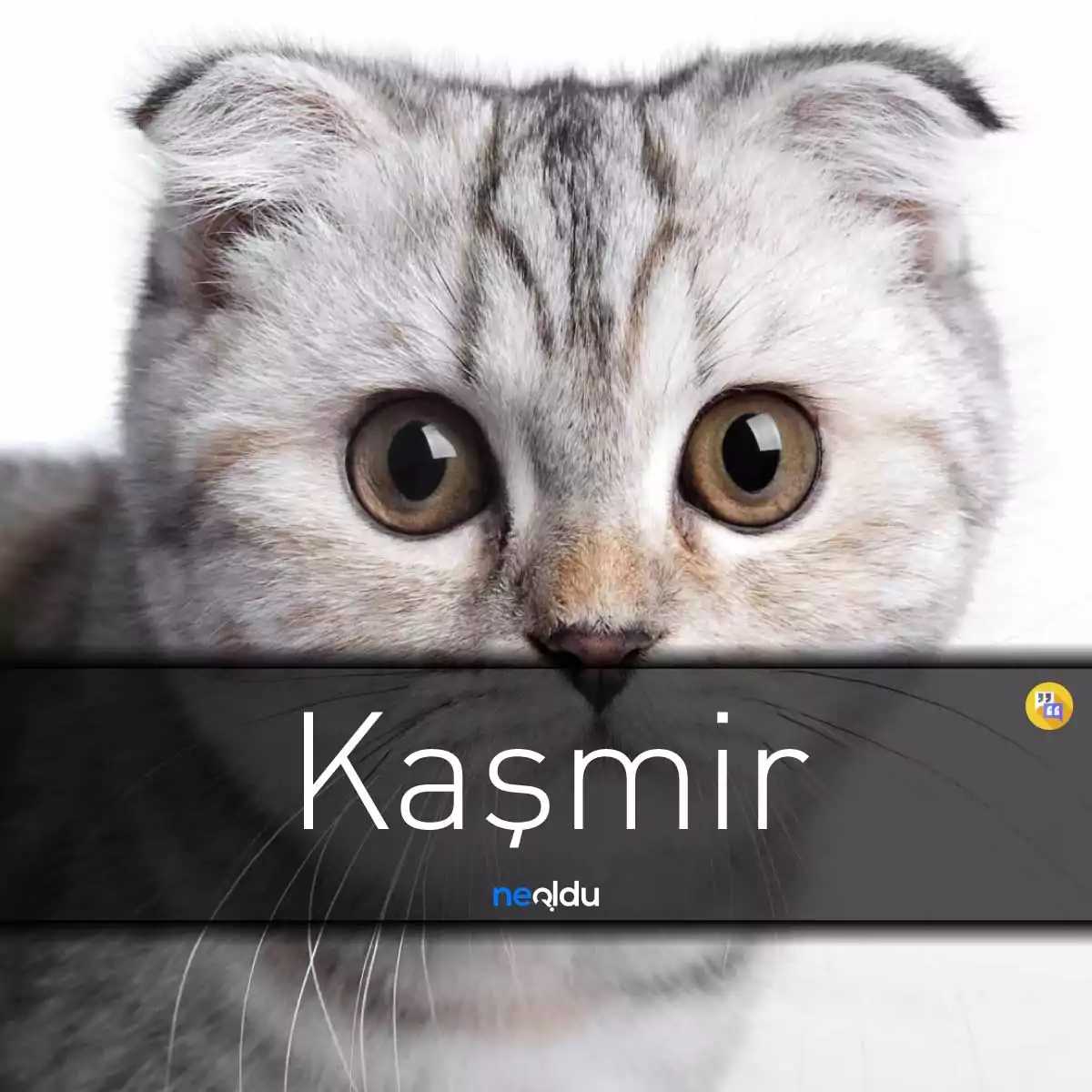 Kedi İsimleri