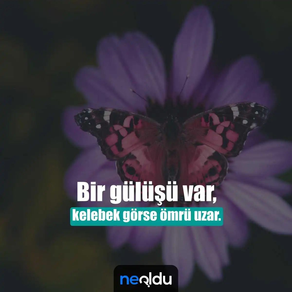 Kelebek Sözleri