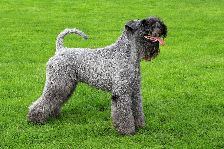 kerry-blue-terrier.jpg