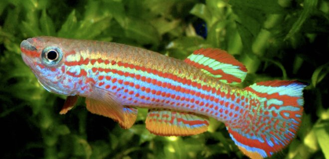 Killifish