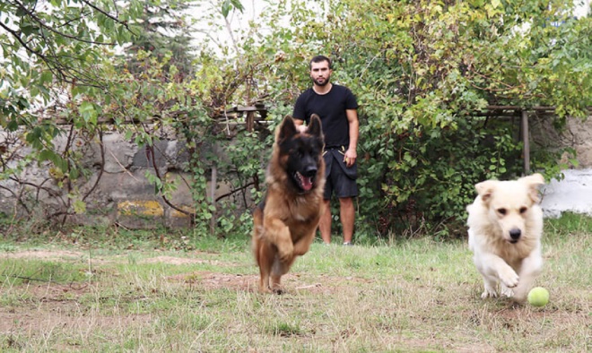 köpek okulu