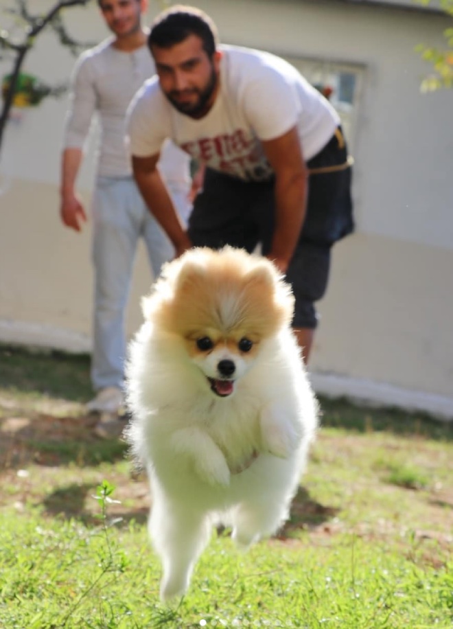 köpek okulu