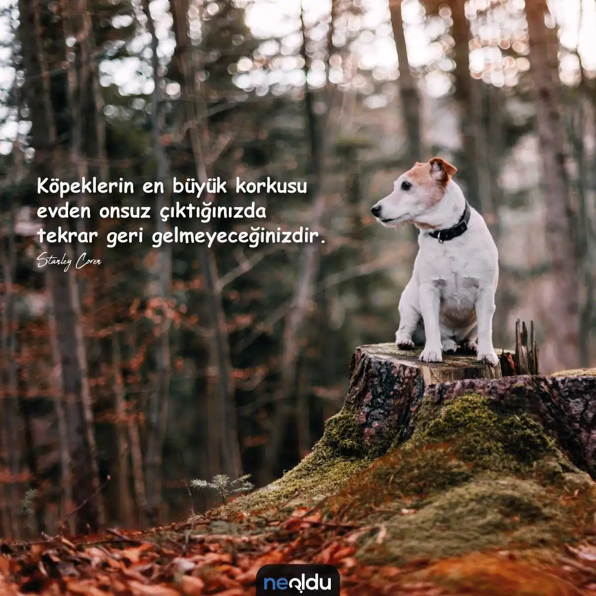 Köpek sevgisi ile ilgili resim