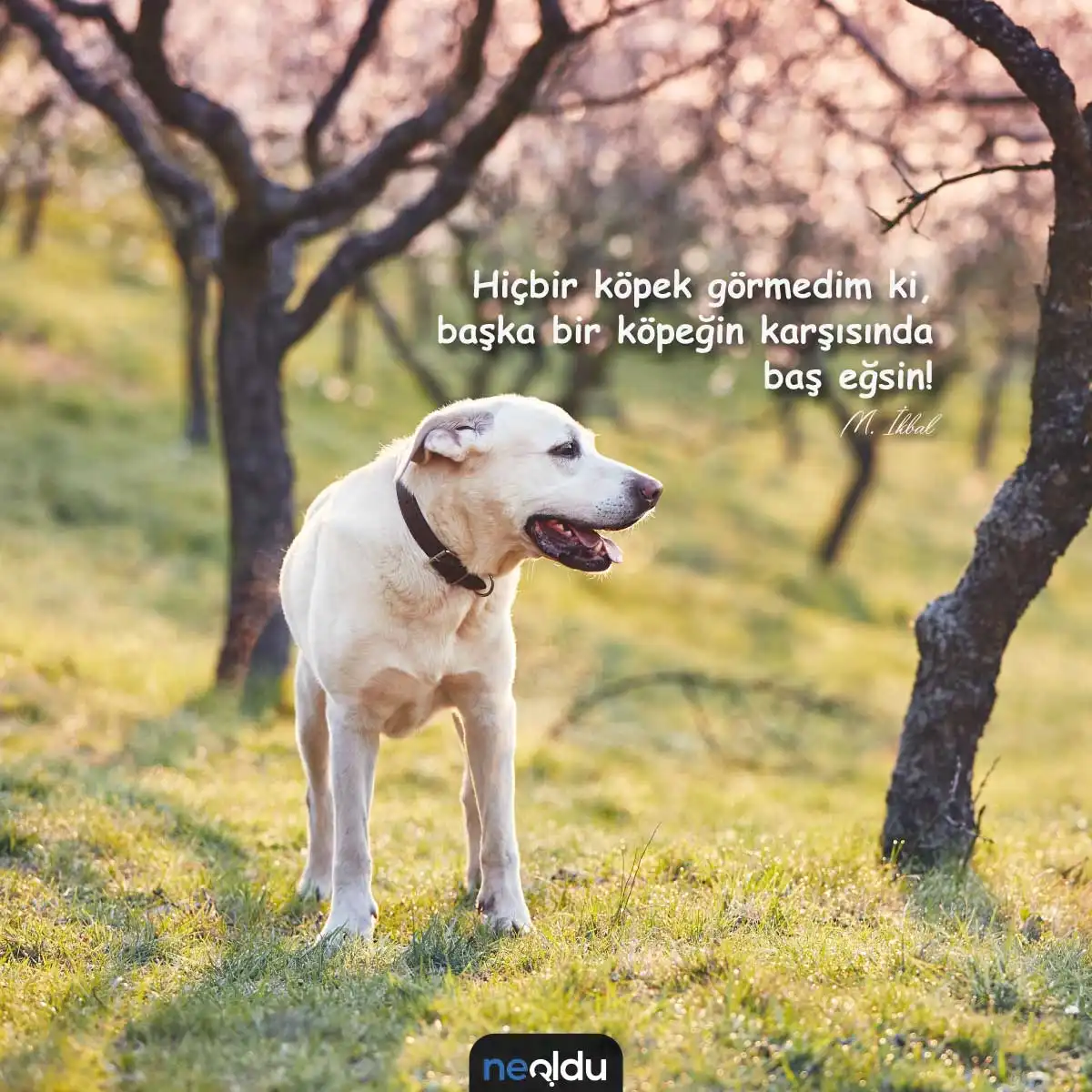 Köpek sadakati üzerine söz