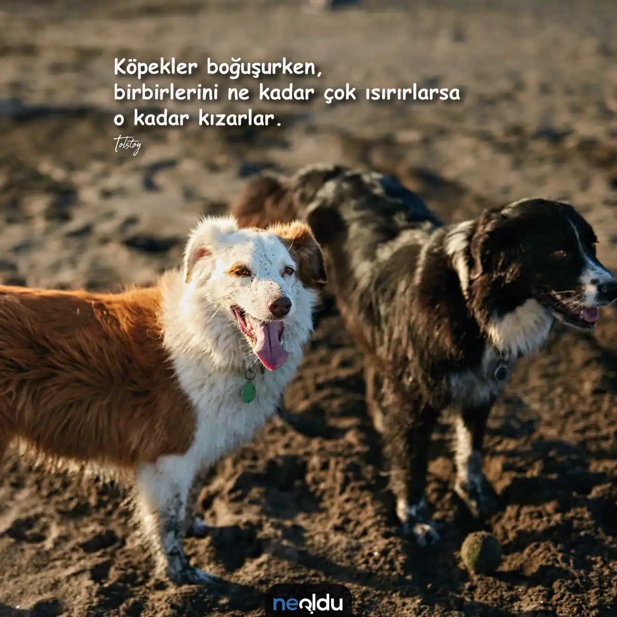 Köpeklerle ilgili duygusal mesaj