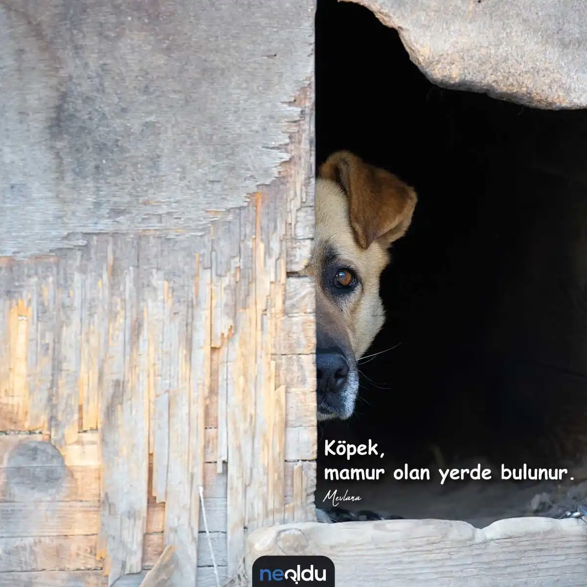 Köpek ve sahibi arasındaki sevgi