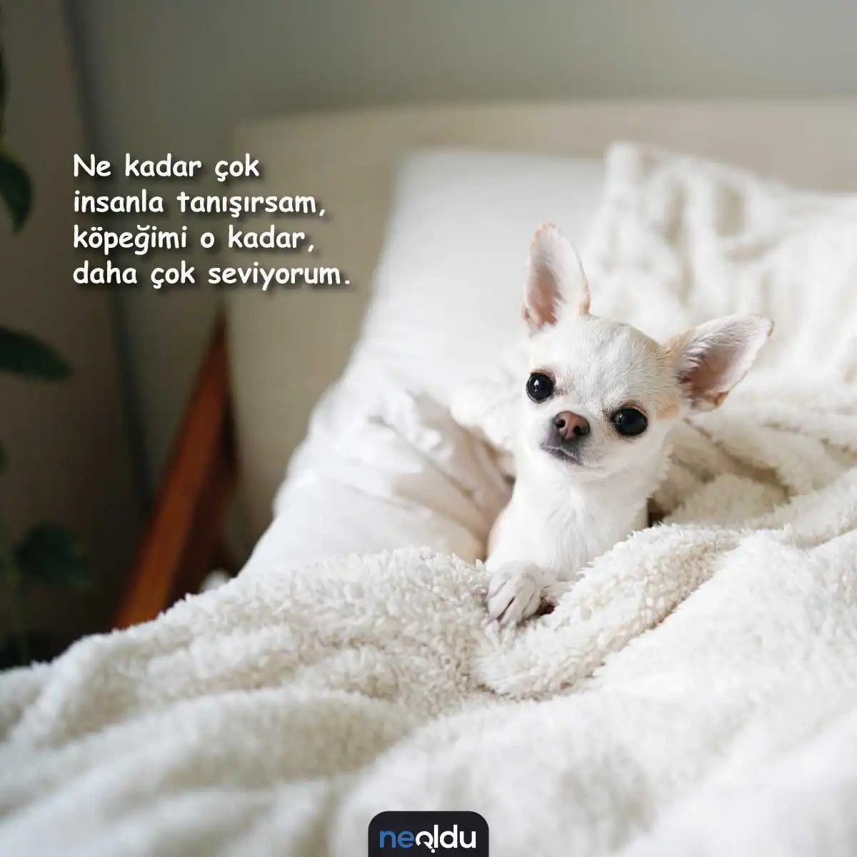 Köpek sözleriyle dolu görsel