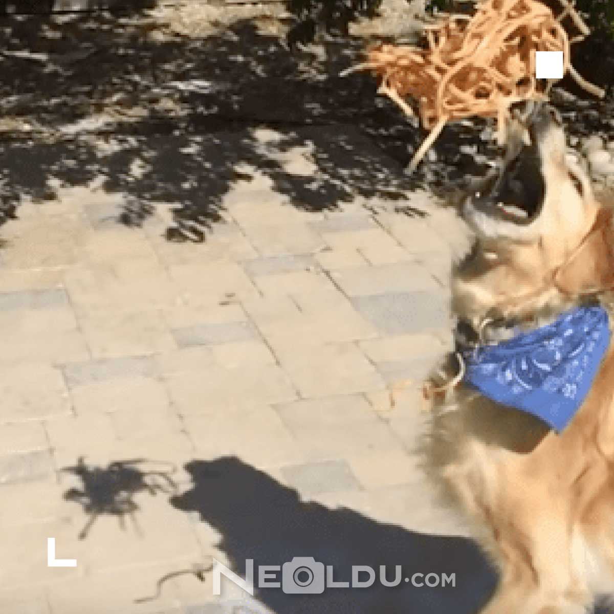 Köpekler makarna yer mi