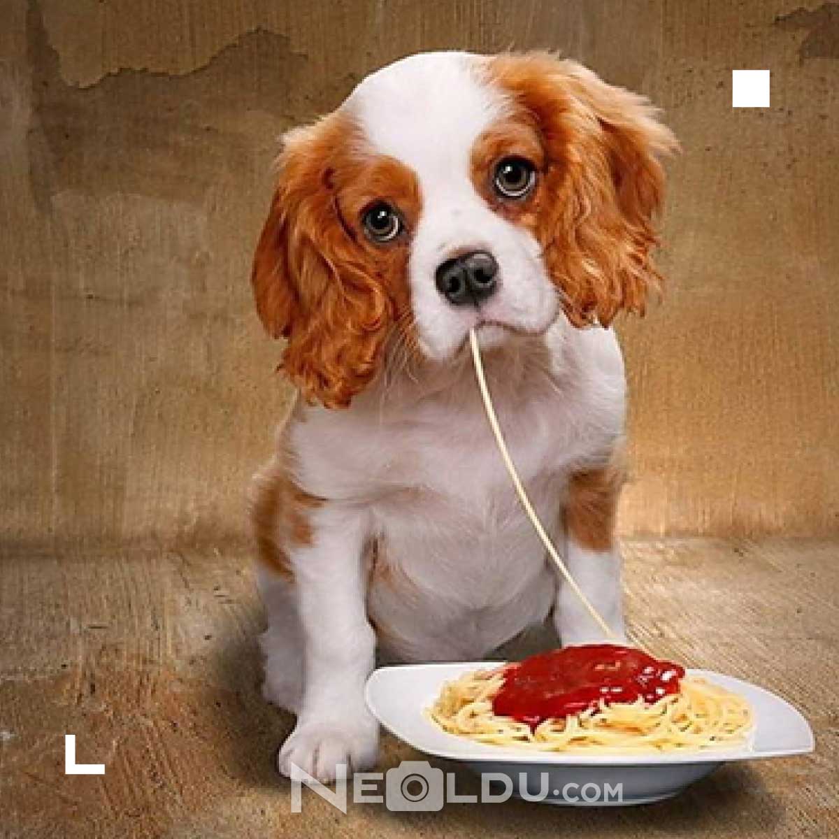 Köpekler makarna yer mi