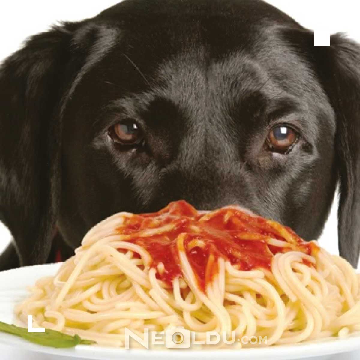 Köpekler makarna yer mi