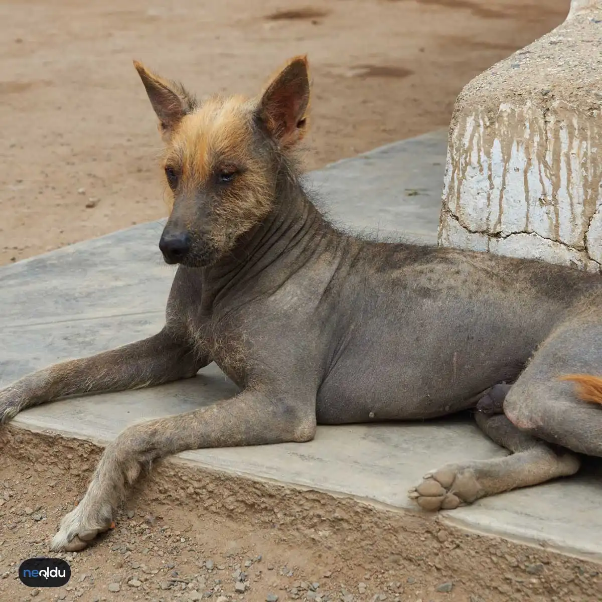 Köpek Hastalıkları