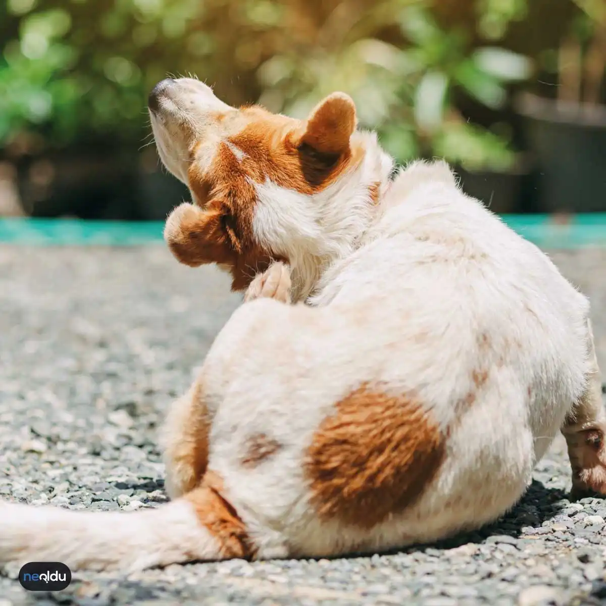 Köpek Hastalıkları