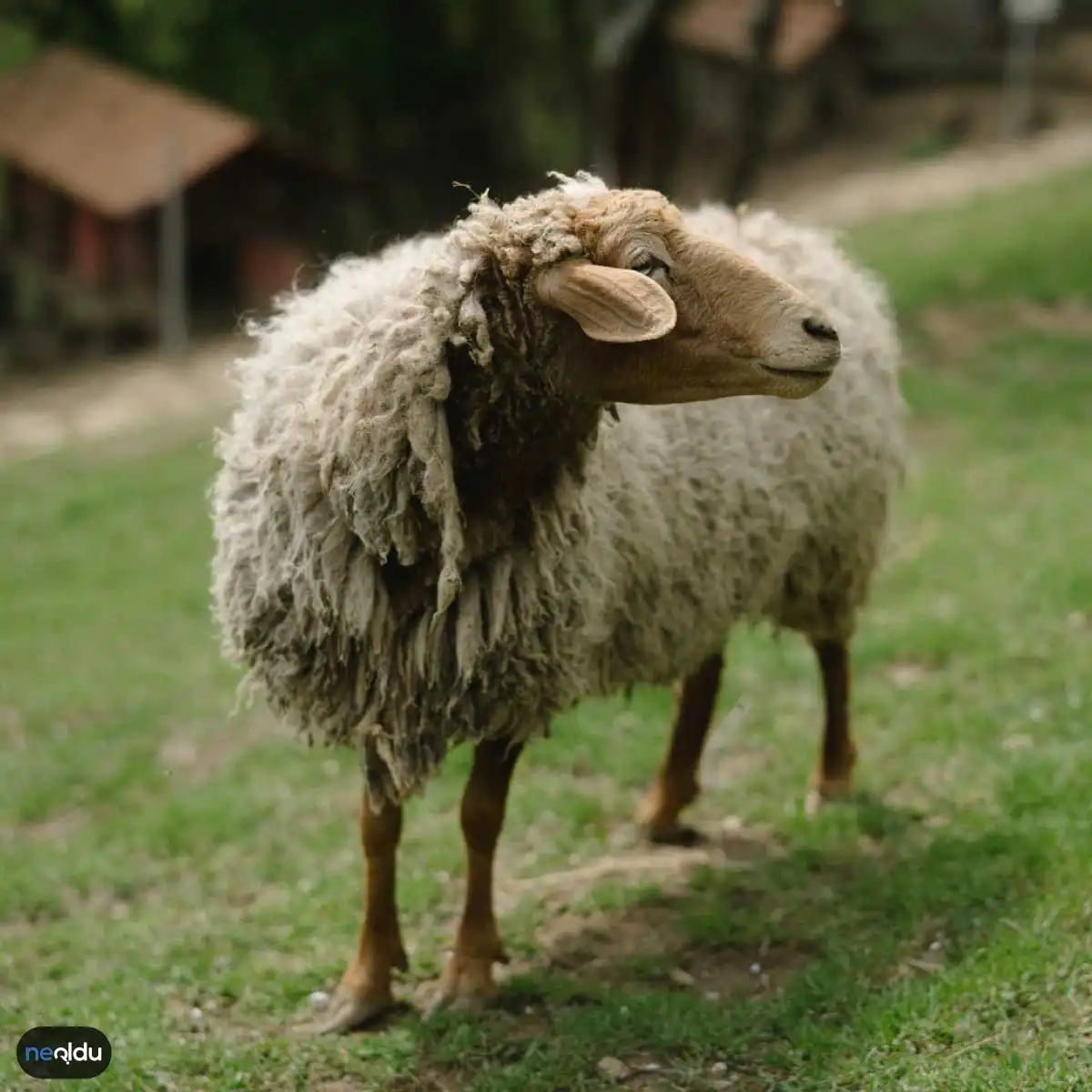 Kurban Bayramı