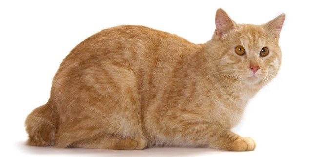 Kurilian Bobtail Kedisi