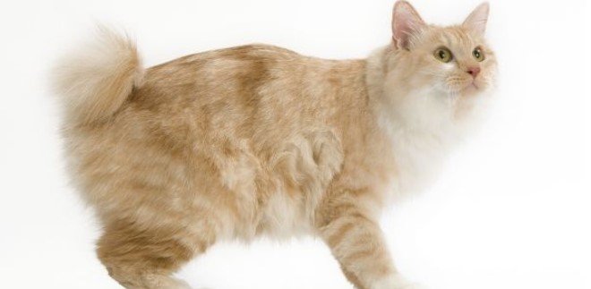 Kurilian Bobtail Kedisi