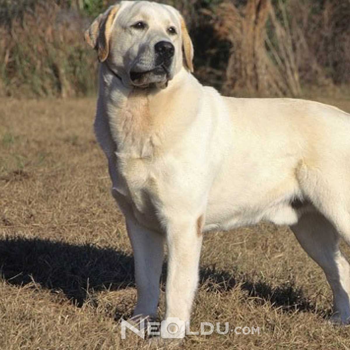 Labrador Retriever Köpek Cinsi