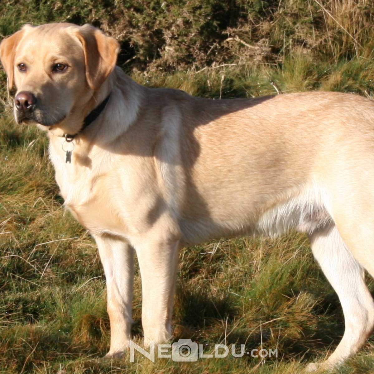 Labrador Retriever Köpek Cinsi