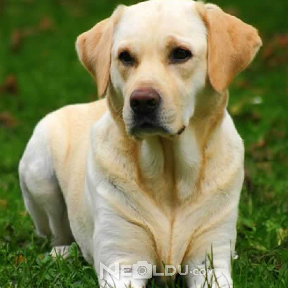 Labrador Retriever Köpek Cinsi