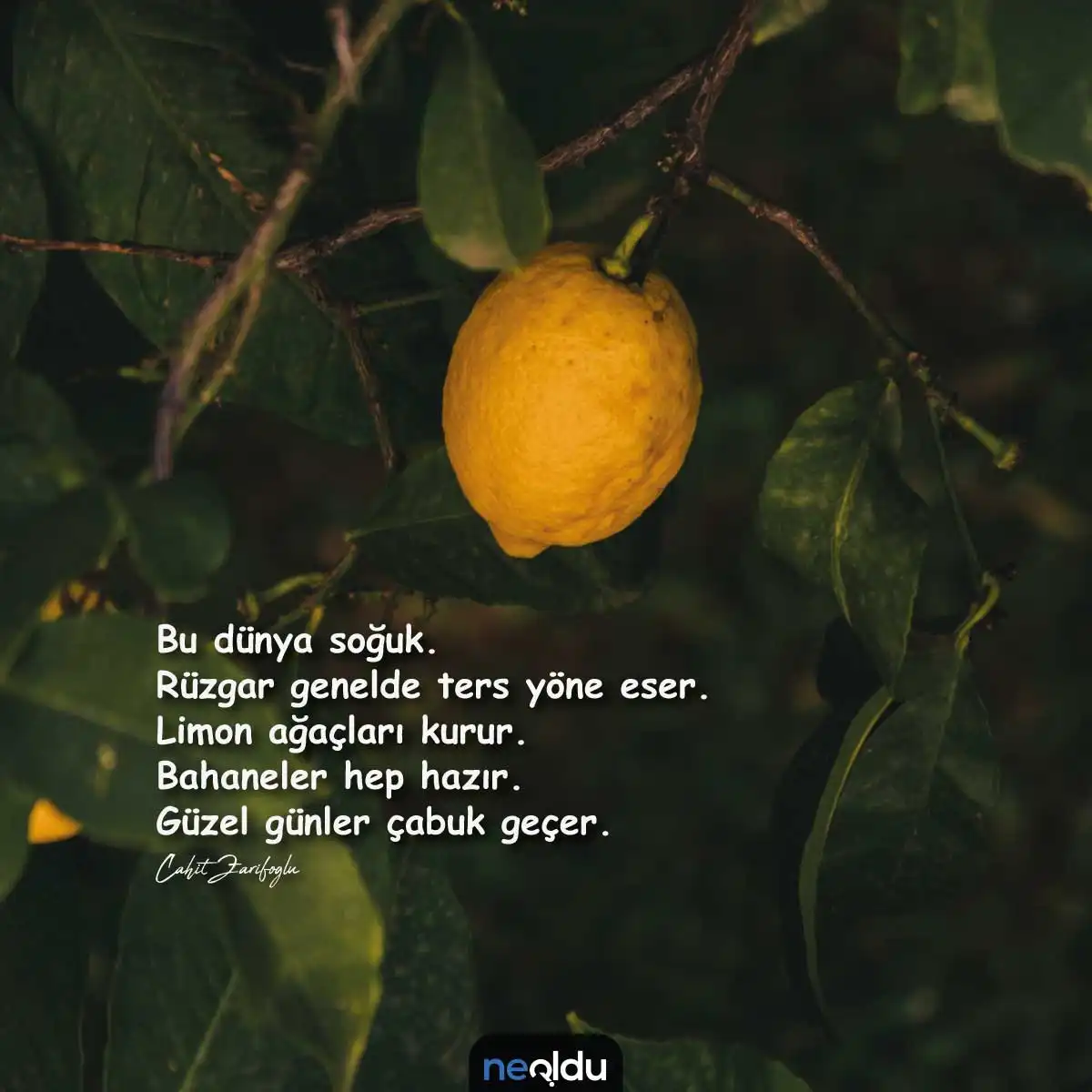 Limon ile ilgili Sözler Görsel 11