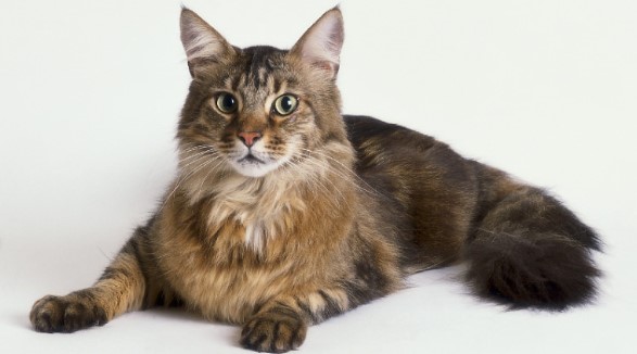 maine-coon-001.jpg